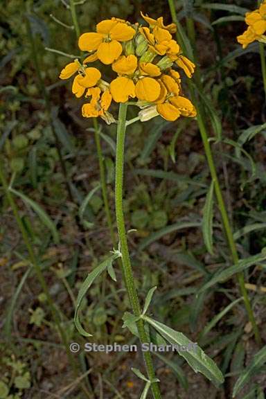 erysimum capitatum 7 graphic